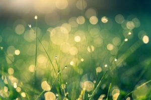 meadow, nature background, bokeh-4485609.jpg